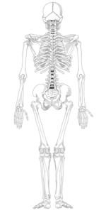 skeleton, neck and back