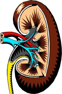 kidney function effected by anti inflammatory drugs, nsaids